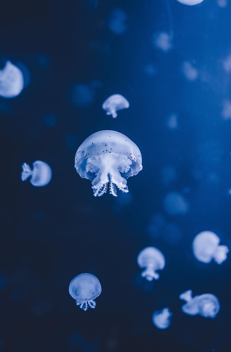Underwater Extravaganza