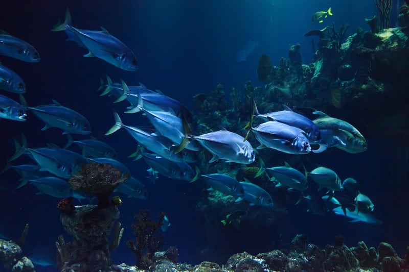 Underwater Extravaganza